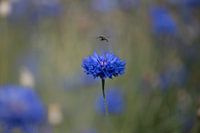 Cornflower Blue