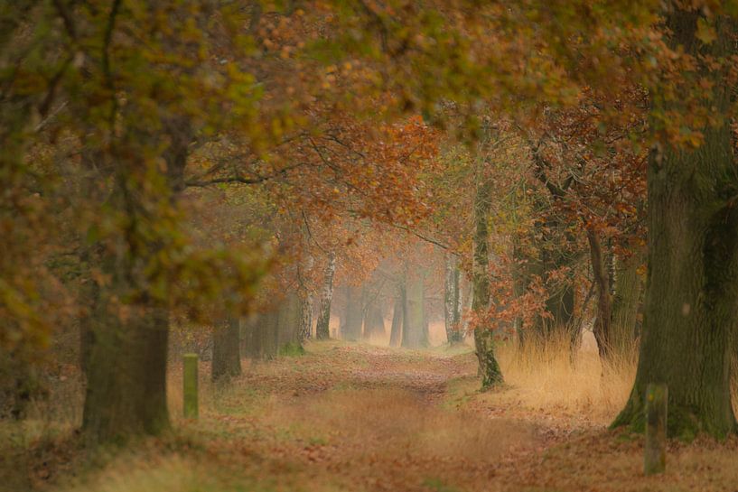 The last autumn colours by Sabina Meerman