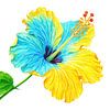 Fleur d'hibiscus de la série A 04A sur AidasignArt