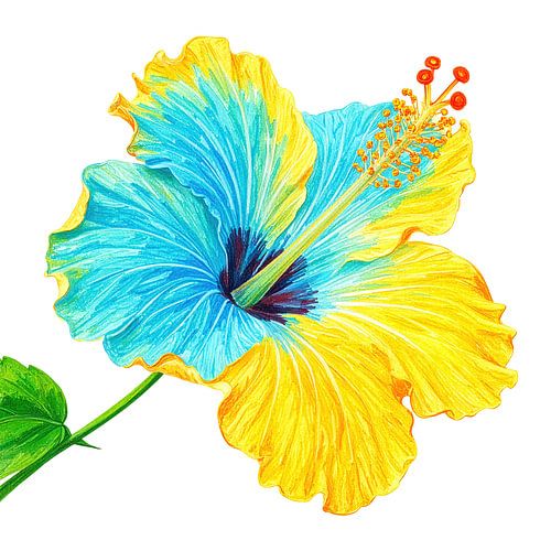 Bloem van de hibiscus uit serie A 04A