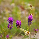 Flower Power van Laura von S thumbnail