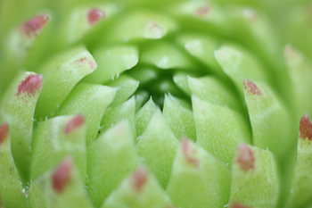 Rozet van huislook - sempervivum