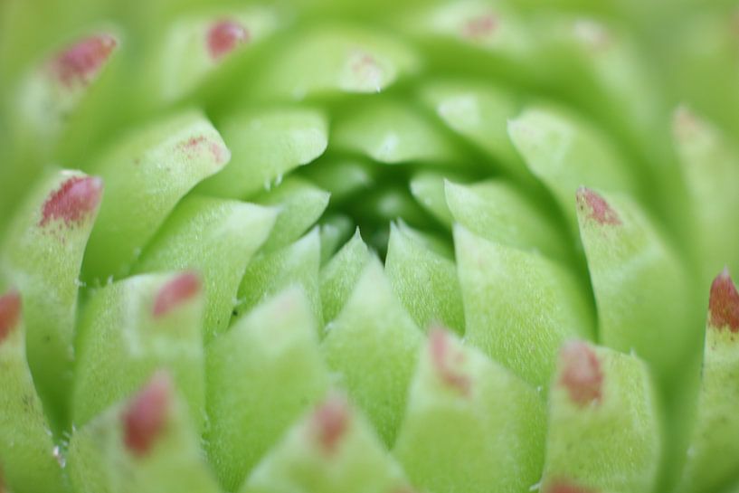 Rozet van huislook - sempervivum par Geert Naessens