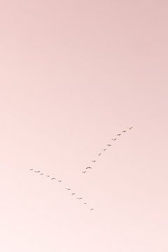 Ganzen in de roze lucht van Marika Huisman fotografie