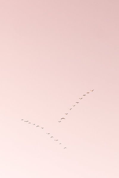 Geese on the road by Marika Huisman fotografie