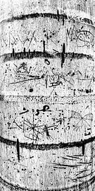 Graphics in nature. 5 by Alie Ekkelenkamp