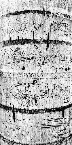 Graphics in nature. 5