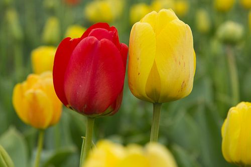 Boemen in Nederland, rode en gele tulpen samen in een bollenveld