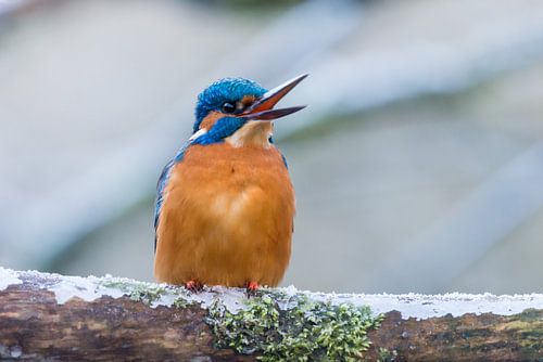 Ijsvogel