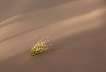 La résilience dans la tempête