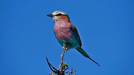 Schattige kleurrijke gevorkte wasbeer op een tak