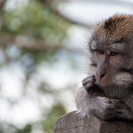 nachdenklicher Affe von Bettina Schnittert