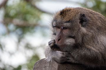 singe pensif sur Bettina Schnittert