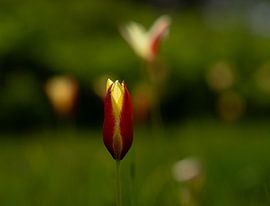 Tulpengarten in voller Blüte von Surreal Media