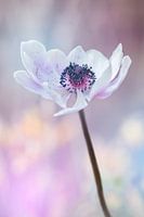 Where flowers bloom so does hope.