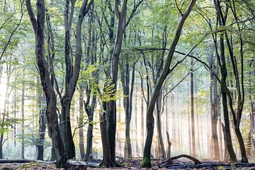 Het licht speelt met de bomen van Hans de Waay