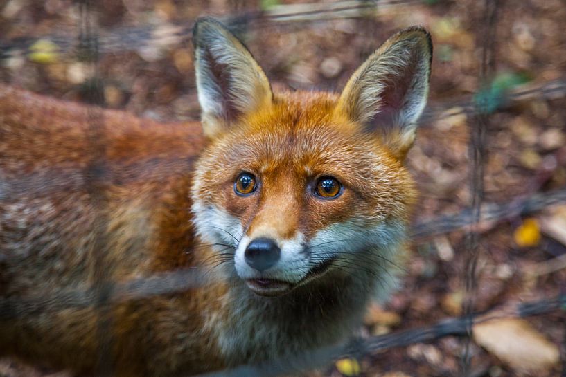 Fox by Vincent van den Hurk