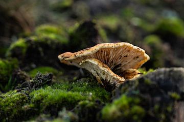 Dubbele paddenstoel tussen steen en mos van Arendina Methorst