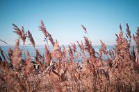 Duinen met uitzicht op het IJsselmeer