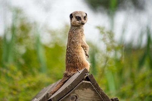 Meerkat on roof