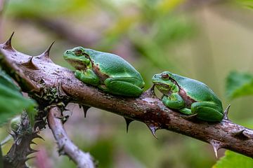 Two tree frogs on a blackberry branch. by Els Oomis
