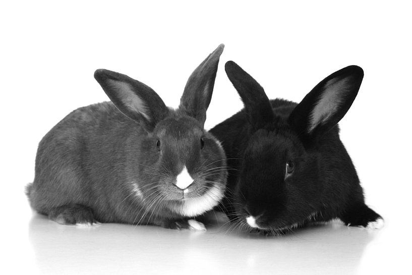 Rabbits by Anouk Davidse