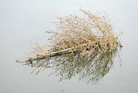 Kerstboom