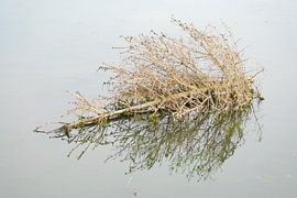 Kerstboom by Peter Bosch