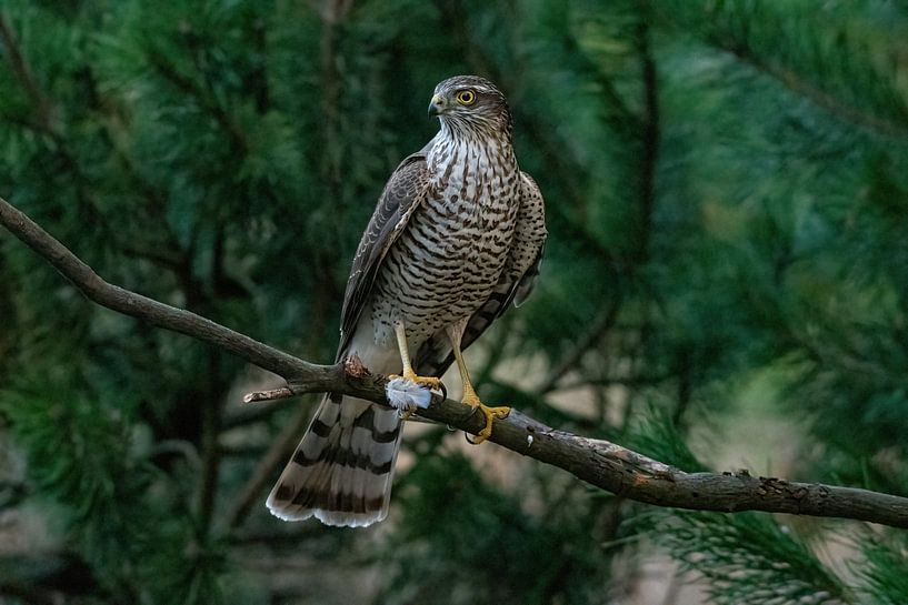 The Sparrowhawk by Merijn Loch