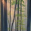 De eerste zonnestralen in het Hallerbos van Paul Begijn