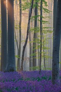 De eerste zonnestralen in het Hallerbos