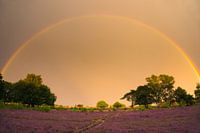 Regenboog poort