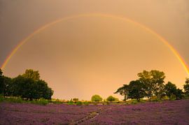 Regenboog poort by Lisa Jansen