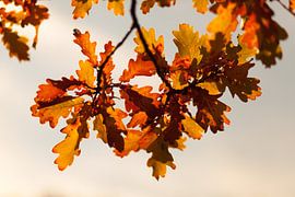 Autumnal oak leaves by Jan Schuler