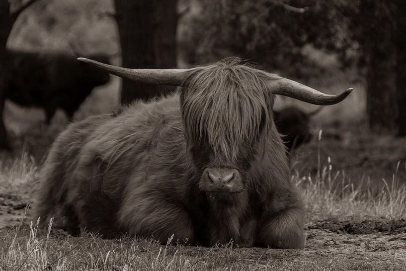 sepia highlander by Kim Lijnders