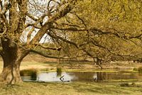 Rust onder de boom aan het water