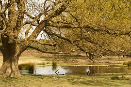 Rast unter dem Baum am Wasser