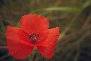 Mohn mit Schwebfliege
