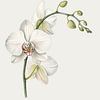 Elegante Witte Orchidee van DigitalArtForYou
