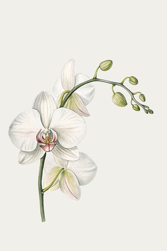 Elegante Witte Orchidee van DigitalArtForYou
