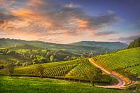 Vineyards and a road. Barolo, Langhe