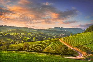 Weinberge und eine Straße. Barolo, Langhe
