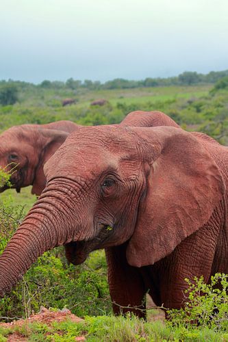 "Lächelnder Elefant".