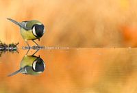 Spiegelbild