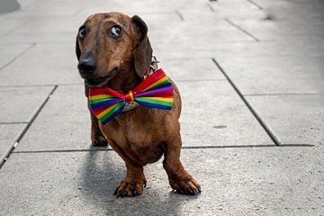 CSD hond 3 | Teckel met regenboogstrikje in Frankfurt van Flatfield