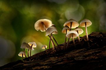 Magische paddenstoelen van Bea Budai