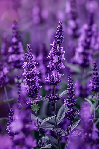 Gros plan sur une lavande violette en fleur