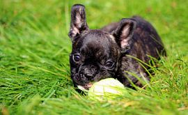 Französische Bulldogge 11 von Heike Hultsch