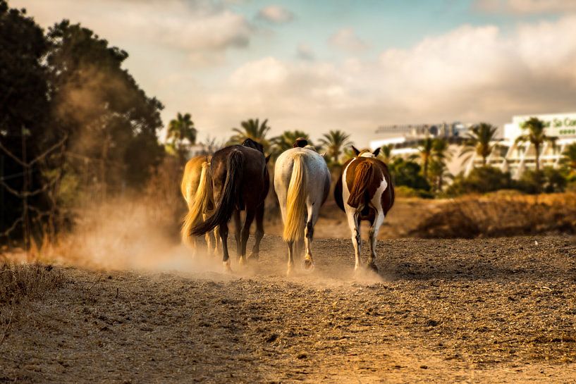 Mallorca horses van Natasja Claessens