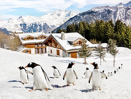 Le village des pingouins sur Gal Design